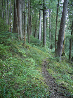Forest on the lower part of the Red Pass Trail.