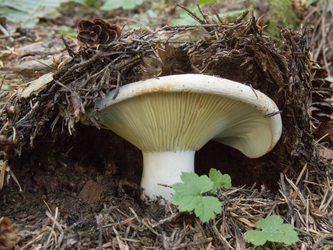 Mushroom growing on the Red Pass Trail.