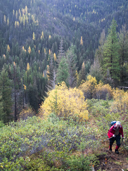 Western Larches!