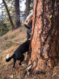 Carla and Jack passing a Ponderosa Pine.