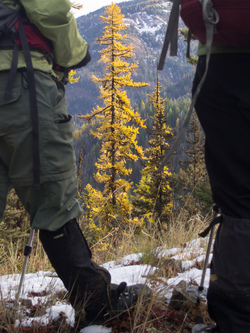 Admiring the larches.