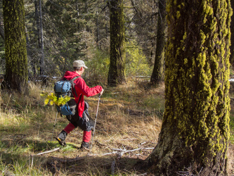 Matt found some larch branches on the ground and decided to take them home.