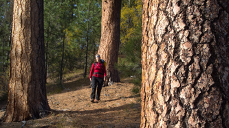 Lindsay admiring the Ponderosa Pines.