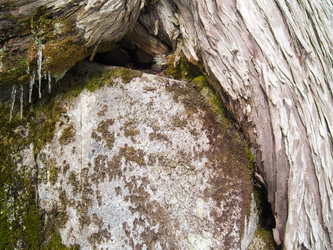 Tree hugging a boulder.