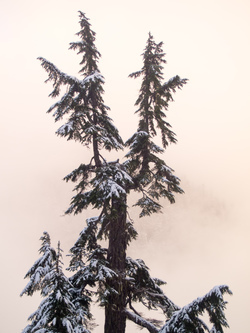 Reiterated hemlock shortly before sunset.