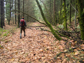 From our parking spot, we followed this remnant of the old highway east for a couple minutes before the trail forked off to the right.