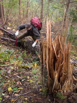 Eventually the trail became too difficult to follow and we headed directly up through brush and open forest.