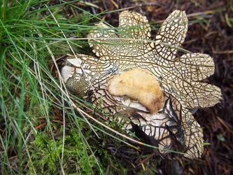 An earthstar mushroom?