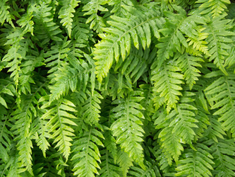 Licorice ferns