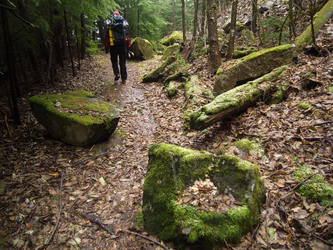 Lots of mossy boulders.  A sign near the trail head explains how this area gets 2.5 times as much rain as Seattle.