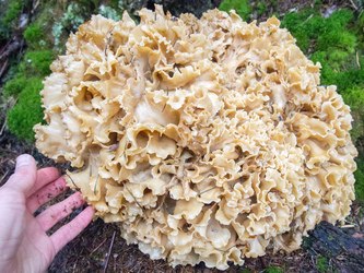 Cauliflower mushroom