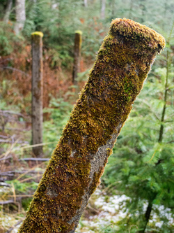 The watershed boundary was marked with a continuous line of these concrete fence posts strung with barbed wire.