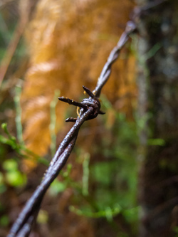 While pushing through brush, I was stopped by a particularly bad section of brush.  I tried to shove through but it held me back.  Closer inspection revealed that I was trying to push through this barbed wire hidden under the brush.