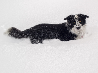 Izzy seemed to enjoy the chest-deep powder.