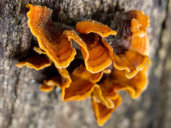 Turkey Tail fungus?