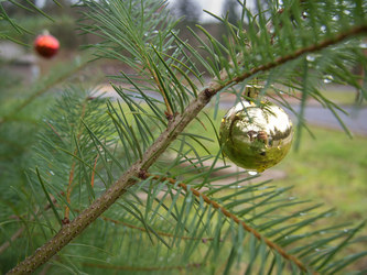 A christmas tree at the trail head.