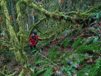 The soggy, brushy SE slopes of Iron Mtn.