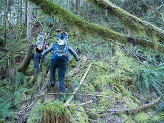 The worst brush of the trip (not very brushy) at 1,000' on the NW ridge of Razorback.