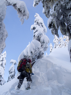 The crux of the route was this narrow section of the ridge around 5,200'.  Yana valiantly plowed a wallow-path up it.