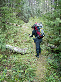 Heading up the old logging road that forks off the Deer Creek Road and parallels Coal Creek.