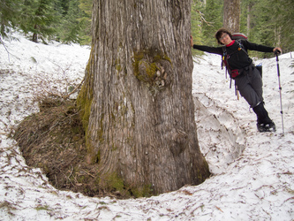 Big cedar!