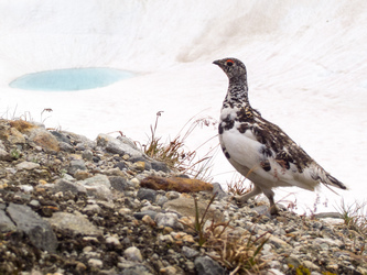 A ptarmigan