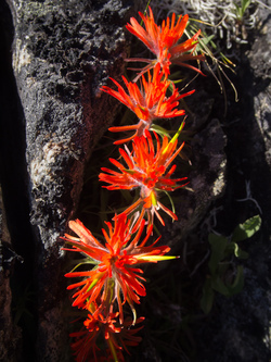 Indian Paintbrush!