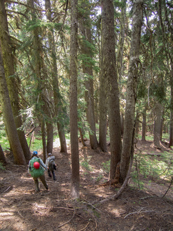 Descending into the South Fork Agnes. These are the first real trees we've seen in days.  Eventually the duff forest floor got so steep that we put crampons on.