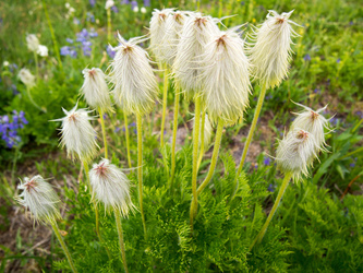 Pasque Flower