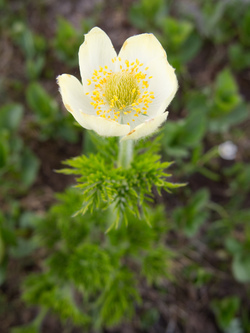 Pasque Flower