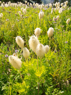 Pasque Flower