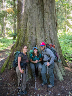 Big cedar on the White River Trail.