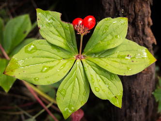 Bunchberry