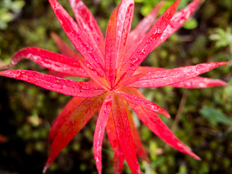 Fireweed