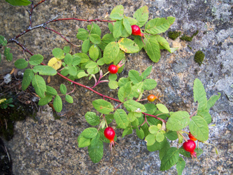 Rose hips.