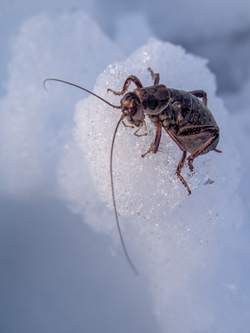 Good morning, cricket!