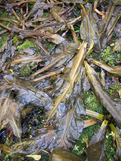 Skunk Cabbage graveyard