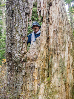 Inside a hollowed hemlock.