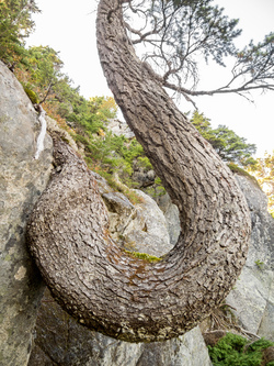 Crazy hemlock!