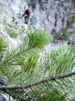 Whitebark Pine, a little unusual in the area.