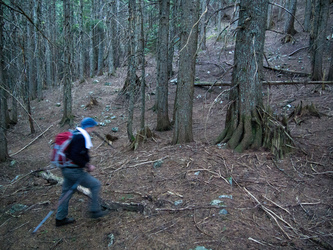 The forest at the col at top of the canyon, between point 3,675 and Si's summit.