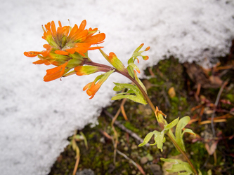 Indian Paintbrush in November!