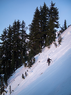 Entering the tree line at twilight.