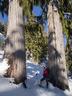 Yana and the giant cedars.