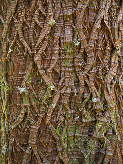 Cedar bark?