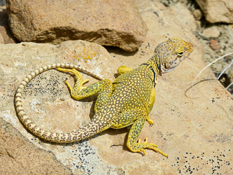 An Eastern Collared Lizard?