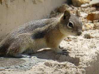 A Parkview Lookout tenant.