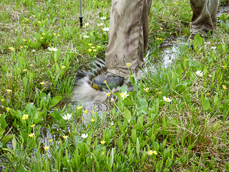 Typical Colorado trail, covered in snowmelt.