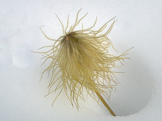 Pasque Flower