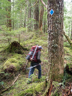 After leaving the Elbow Lake trail, we stumbled across a path marked by blue diamonds.  We were able to follow this brushed-out trail to the Lake Wiseman creek.